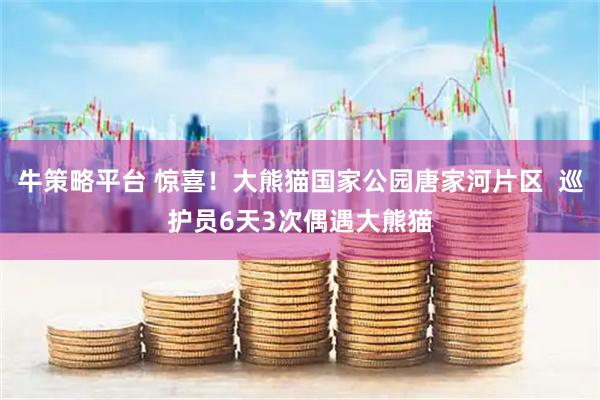 牛策略平台 惊喜！大熊猫国家公园唐家河片区  巡护员6天3次偶遇大熊猫